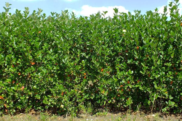 Black chokeberry