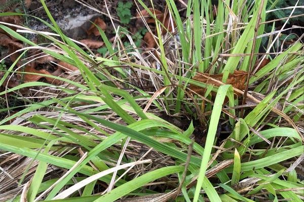 Arrhenatherum longifolium