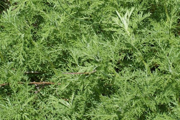 Artemisia alba