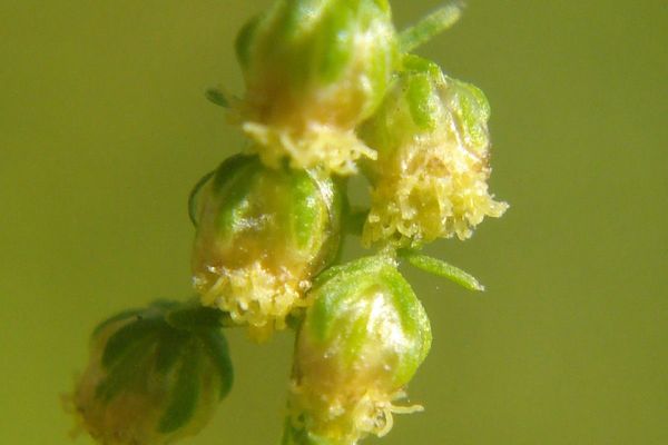 Annual wormwood