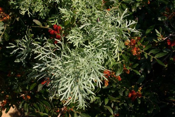 Shrubby mugwort