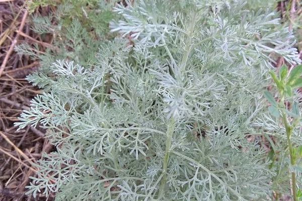 Artemisia austriaca