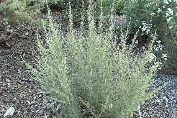California sagebrush