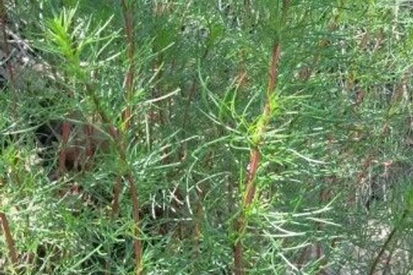 Field sagewort