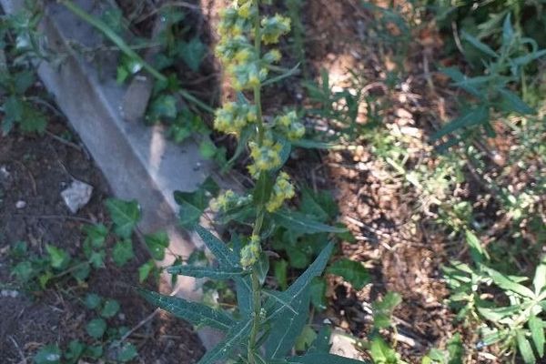 Douglas' sagewort