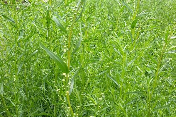 Russian tarragon