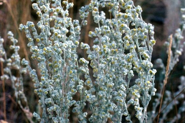 Fringed-sage