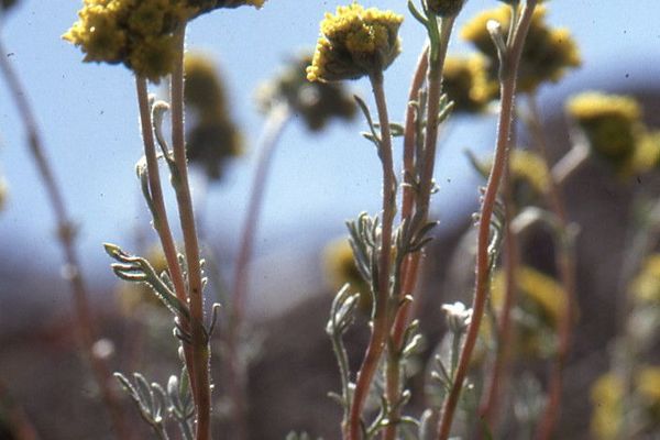 Artemisia glacialis