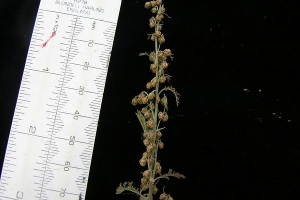Russian wormwood