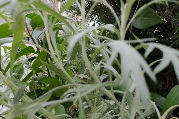 Louisiana sagewort