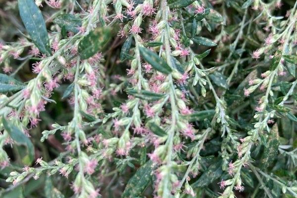 Japanese mugwort