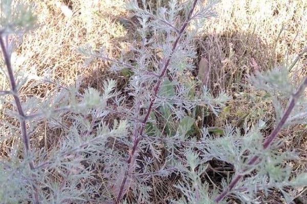 Redstem wormwood