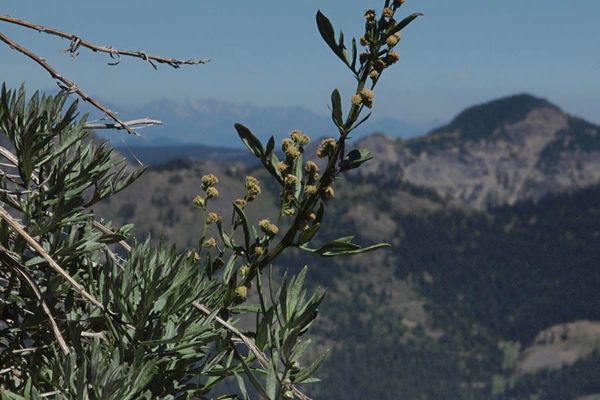Aleutian mugwort