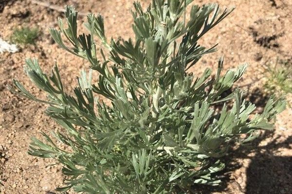 Basin sagebrush