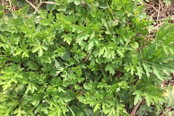 Chinese mugwort