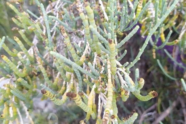 Glaucous glasswort