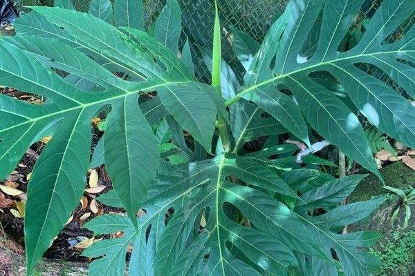 Breadfruit