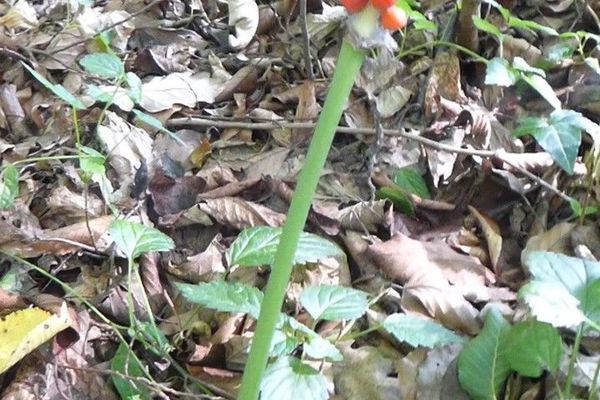 Arum cylindraceum