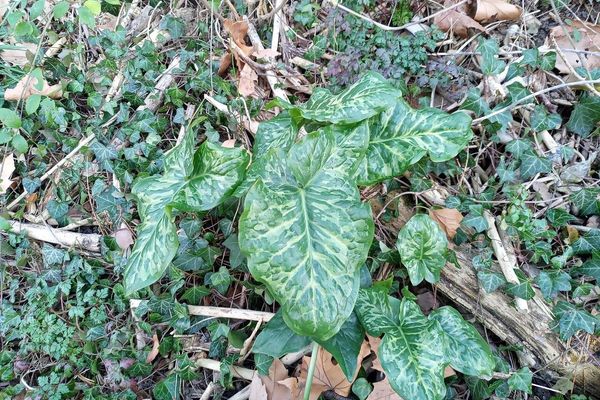 Italian arum
