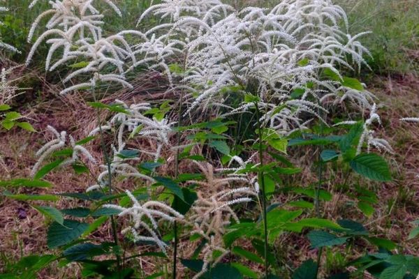 Goat's-beard