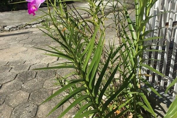 Bamboo orchid
