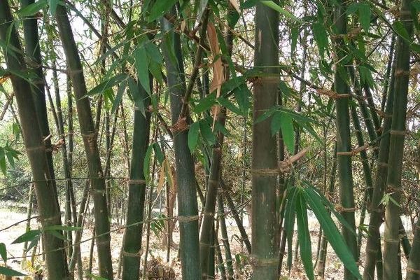 Giant cane