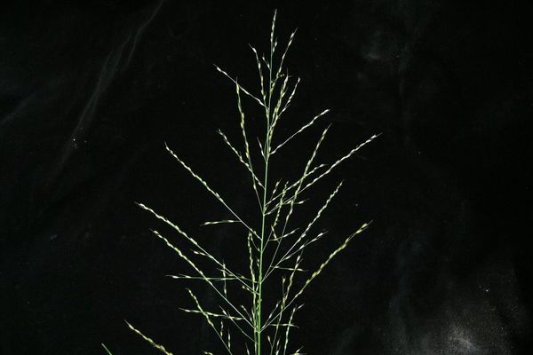 Reed grass