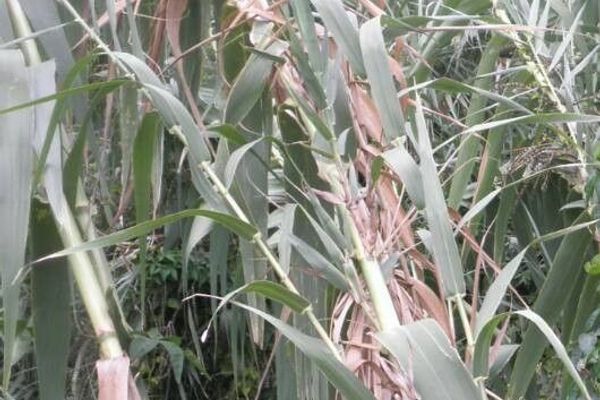 Giant-reed