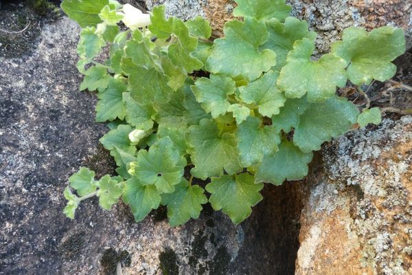 Trailing-snapdragon