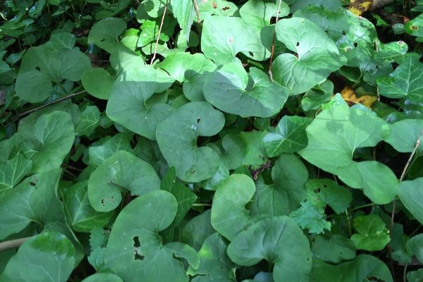 Canada snakeroot