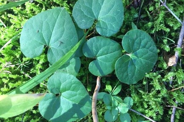 Wild ginger
