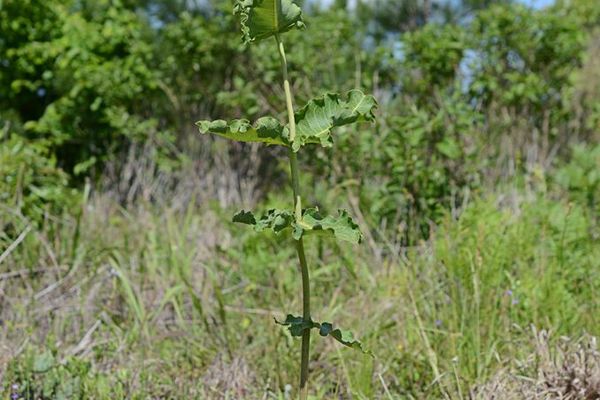 Clasping milkweed