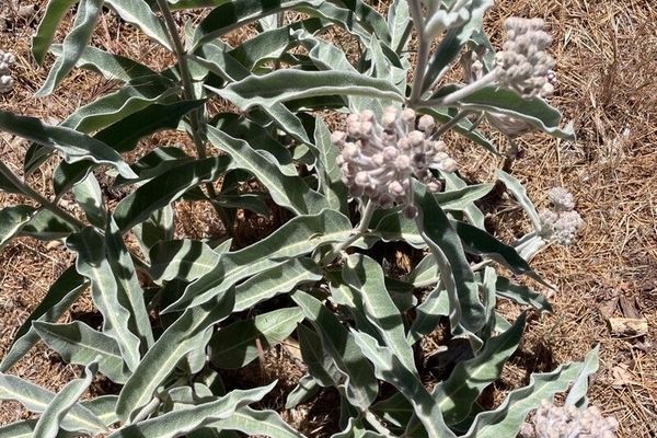 Indian milkweed