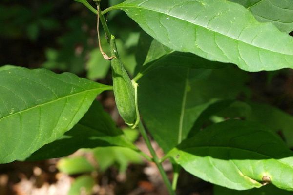 Poke milkweed