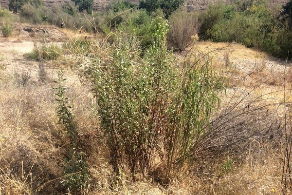 Mexican milkweed