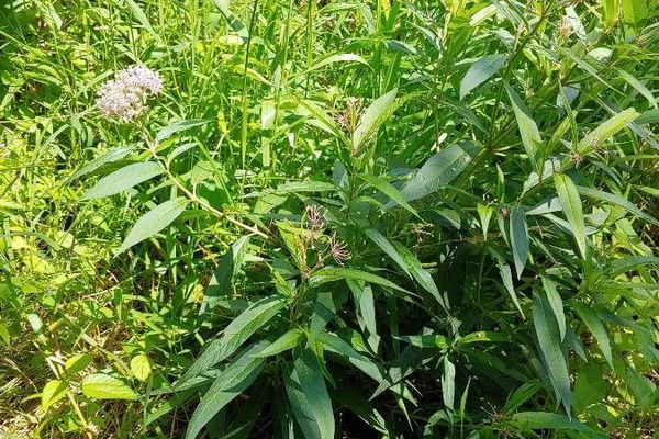 Swamp milkweed