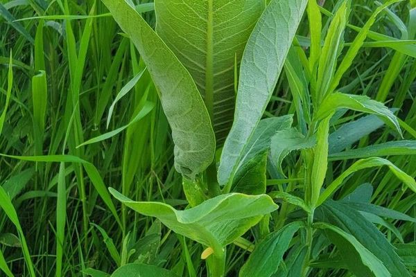 Broadleaf milkweed
