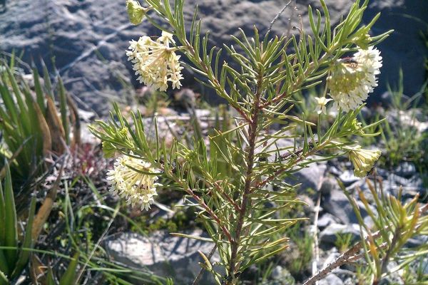 Pineneedle milkweed