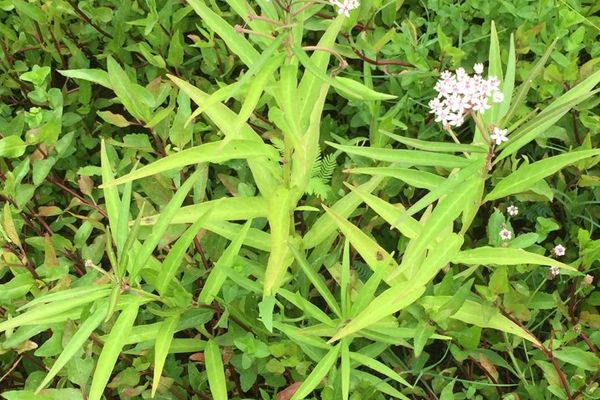 Smooth-seed milkweed