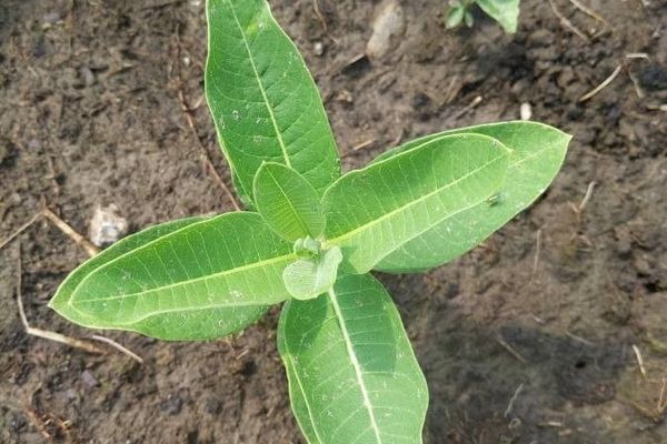 Purple milkweed
