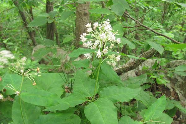 Four-leaf milkweed