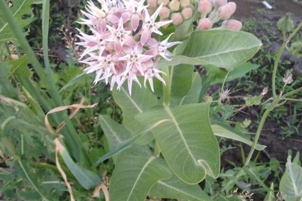 Greek milkweed