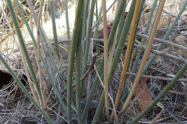 Rush milkweed