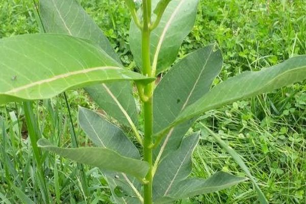 Common milkweed