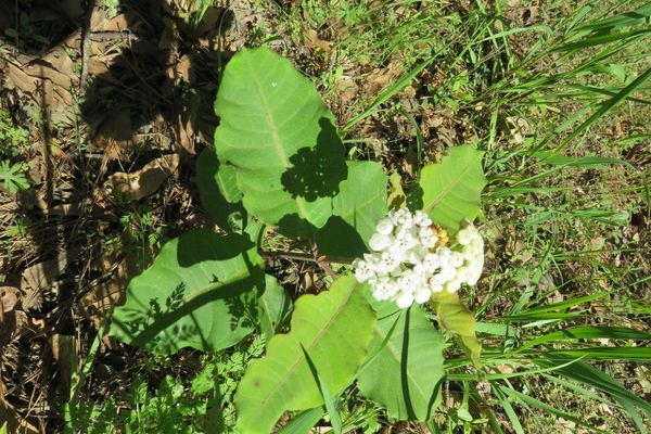 Redring milkweed