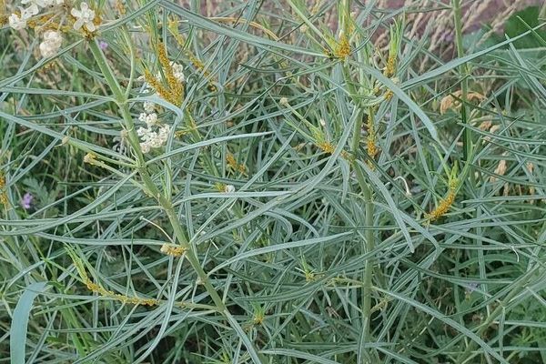 Horsetail milkweed