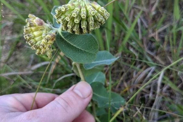 Green comet milkweed