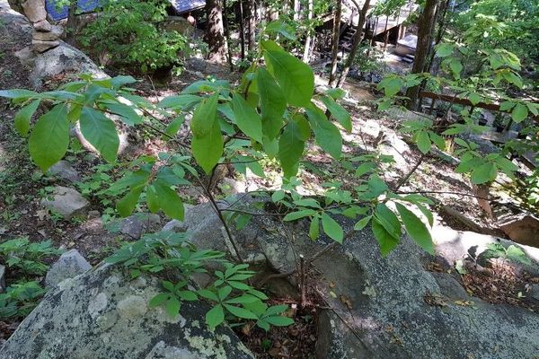 Dwarf pawpaw