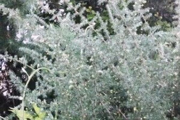 Lesser asparagus