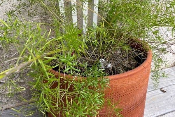 Asparagus-fern